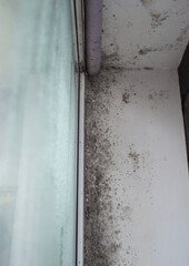 Toxic mold patches on damp wall near window frame indoors