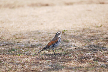 日本、神奈川県、春、公園のツグミ