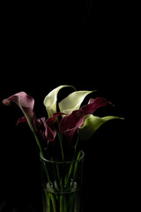 Bouquet of colorful calla lilies in shades of red and white in a vase on a black background. vivid...