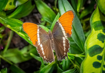 Obraz premium Close up of a Siproeta epaphus, the rusty-tipped page or brown siproeta butterfly in green foliage