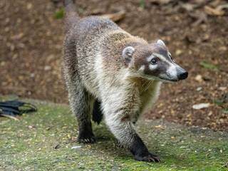 Nasenbär