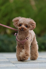 緑の公園を散歩するトイ・プードル