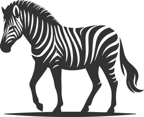 Zebra walking slowly, head slightly down animal silhouette