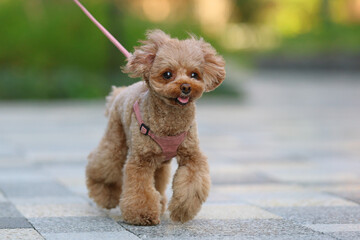 緑の公園を散歩するトイ・プードル