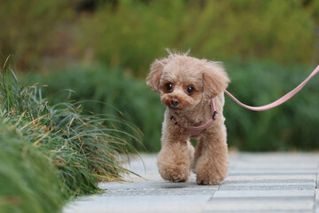 緑の公園を散歩するトイ・プードル