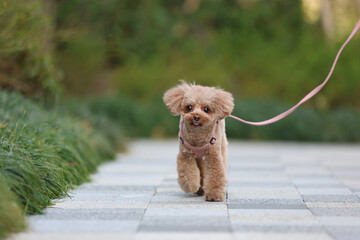 緑の公園を散歩するトイ・プードル