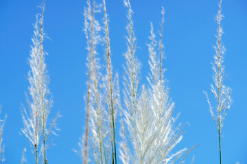 Delicate Grass Blades Against Bright Blue Sky in Natural Landscape