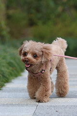 緑の庭園を笑顔で散歩するトイ・プードル