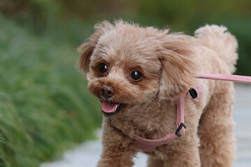 緑の庭園を笑顔で散歩するトイ・プードル