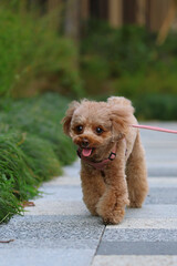 緑の公園を散歩するトイ・プードル