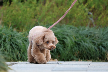 公園を散歩するトイ・プードル