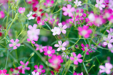 Fototapeta premium Vibrant Pink and White Wildflowers in a Lush Green Field