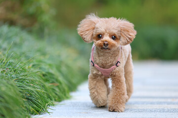 公園を散歩するトイ・プードル