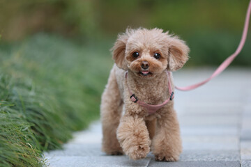 公園を散歩するトイ・プードル