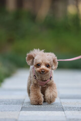 公園を散歩するトイ・プードル