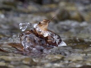 Icy Leaf on Rock in Stream, Close-up