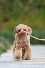 公園を散歩するトイ・プードル