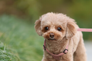 公園を散歩するトイ・プードル