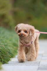 公園を散歩するトイ・プードル