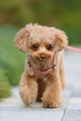 公園を散歩するトイ・プードル