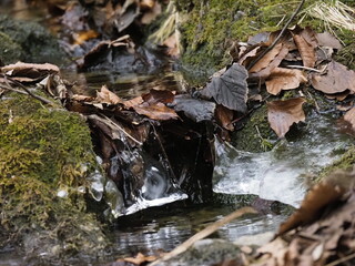 Icy Stream in Forest, Close-up