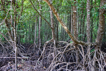 Lush Mangrove Forest with Intricate Root Systems and Green Foliage