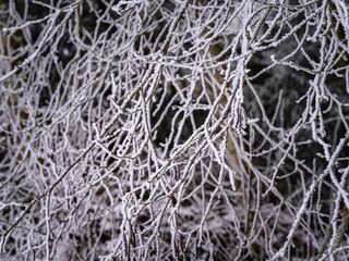 Snow crystal formation in a tangle of branches
