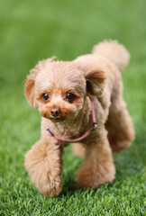 お散歩をしているトイ・プードル