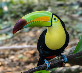 Vogel © Peter