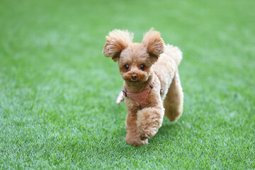 緑の芝生の上を散歩するトイ・プードル