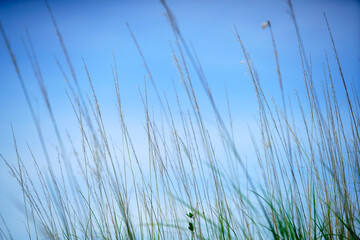 Blades of Grass Against a Bright Blue Sky on a Sunny Day