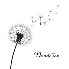 Vector illustration dandelion time. Black Dandelion seeds blowing in the wind. The wind inflates a dandelion isolated on a white background.