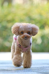 公園を散歩しているトイ・プードル