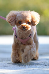 公園を散歩しているトイ・プードル