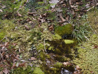 Mossy Rocks and Leaves in Forest, Close-up