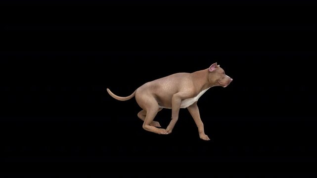 pitbull terrier run 3D animation