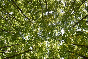 A maple grove in summer, Sainte-Apolline, Québec, Canada
