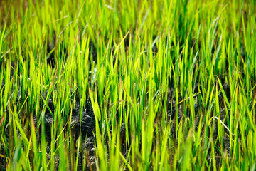 Lush Green Grass Blades in Sunlight with Fresh Growth Detail