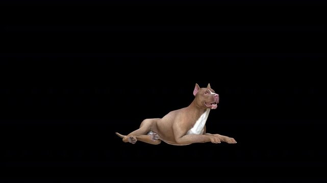 pitbull terrier sit 3D animation