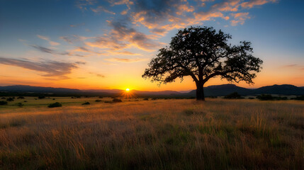 Obraz premium Silhouette of a Tree on a Grassy Field at Sunset with an Orange and Yellow Sky