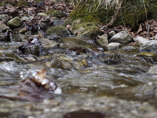 Stream in Autumn Forest