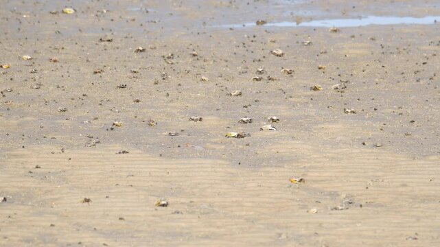 Fiddler Crabs walking on sandy beach and eating. Group of Ghost crabs across a muddy wetland area during low tide in Thailand