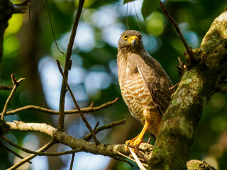 Wegebussard