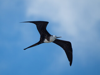 Fregatvogel
