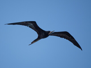 Fregatvogel