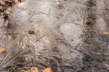 frozen ice and leaves