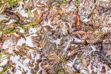 frozen ice and leaves