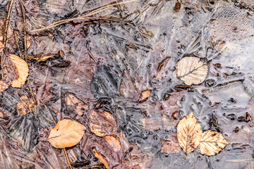 frozen ice and leaves