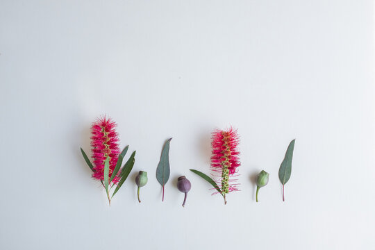 Australian flora flatlay