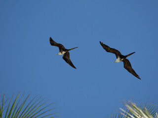Fregatvogel
